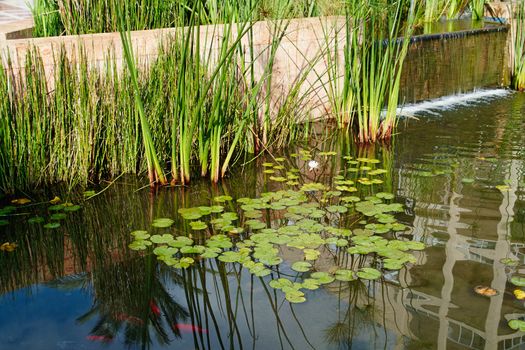 Beautiful classical garden fish pond surrounded by grass gardening background                               