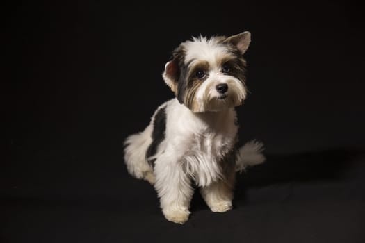 Portrait of a cute little puppy tricolor