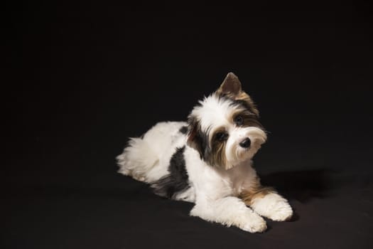 Portrait of a cute little puppy tricolor