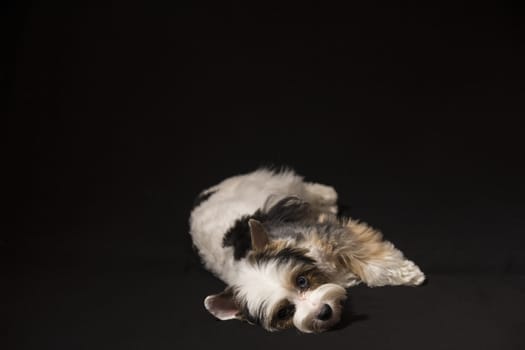 Portrait of a cute little puppy tricolor