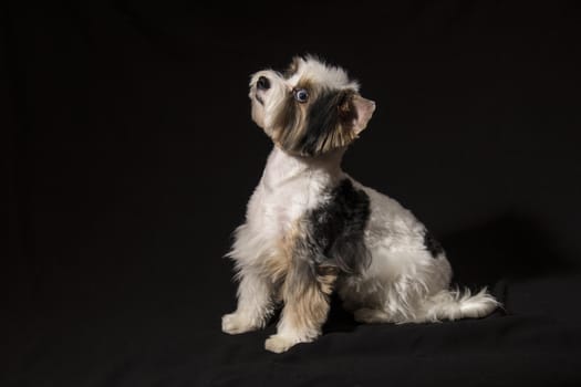 Portrait of a cute little puppy tricolor