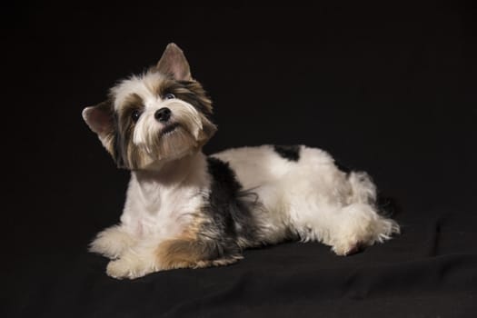 Portrait of a cute little puppy tricolor