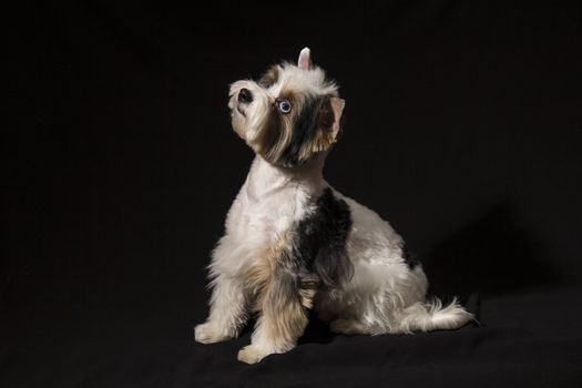 Portrait of a cute little puppy tricolor