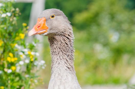 Up, Head of a graylag goose with an orange beak.
