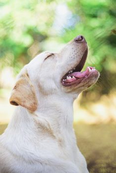 labrador retriever sitting with open mouth