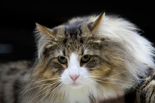 Cat - Norwegian Forest, a portrait on a black background