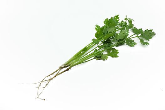 Green leaves of parsley with roots isolated on white background