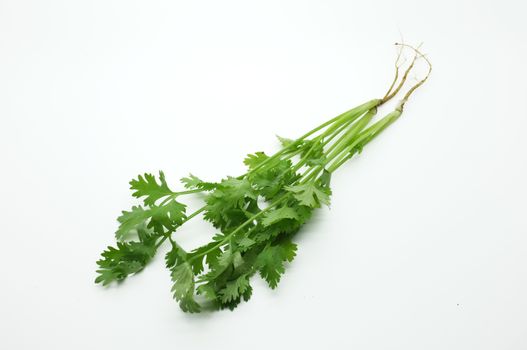 Green leaves of parsley with roots isolated on white background