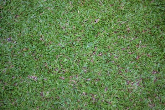 Green grass seamless texture background