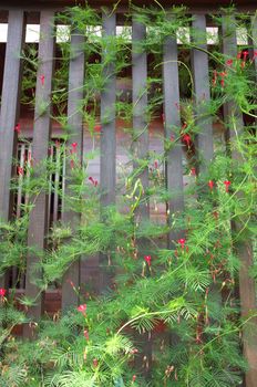 Ipomoea quamoclit, cypress vine, star glory or hummingbird vine