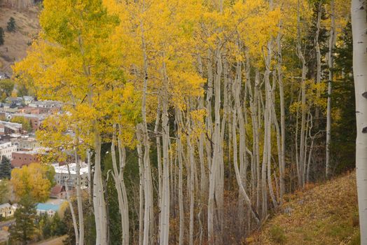 yellow aspen tree from colorado in autumn