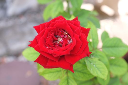 Red rose with green leaves