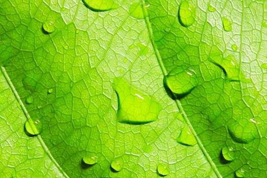 Green leaf with water drops,closeup, macro