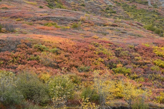 alaskan tundra in autumn