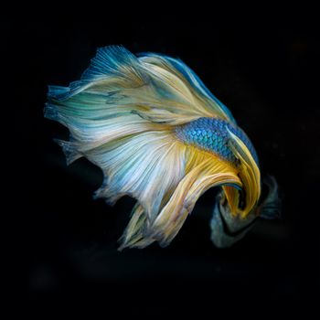 siamese fighting fish