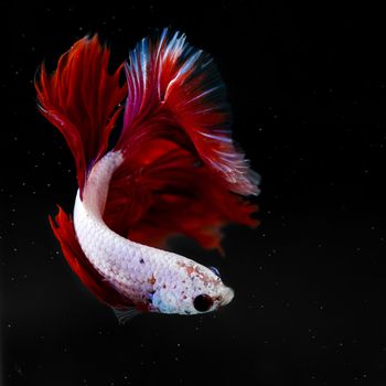 siamese fighting fish