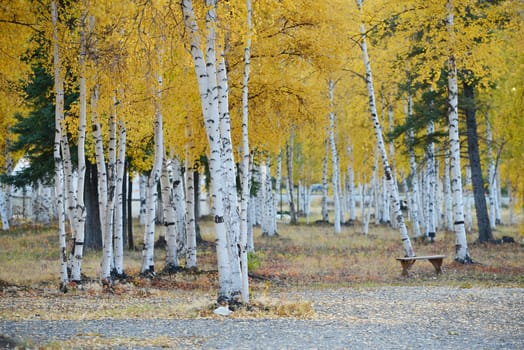 fall color of aspen tree in alaska