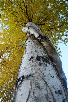 crooked aspen tree