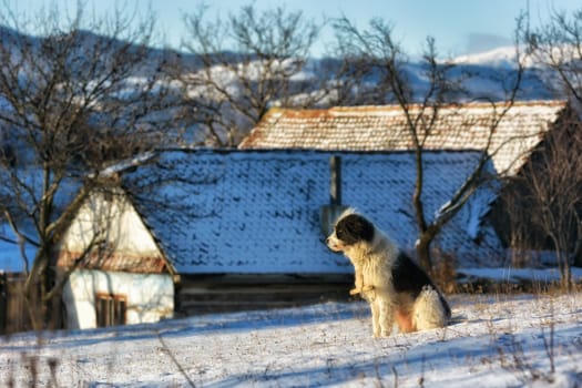 Frozen sunny day of a winter, on wild transylvania hills. Holbav. Romania. Low key, dark background, spot lighting, and rich Old Masters