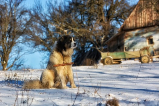 Frozen sunny day of a winter, on wild transylvania hills. Holbav. Romania. Low key, dark background, spot lighting, and rich Old Masters