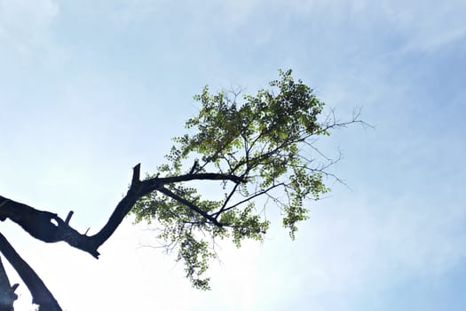 tree branch with tiny leave with the blue sky