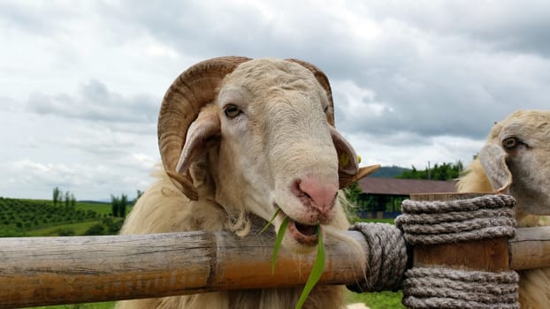 a sheep eating fresh grasses in the farm in cloudy day