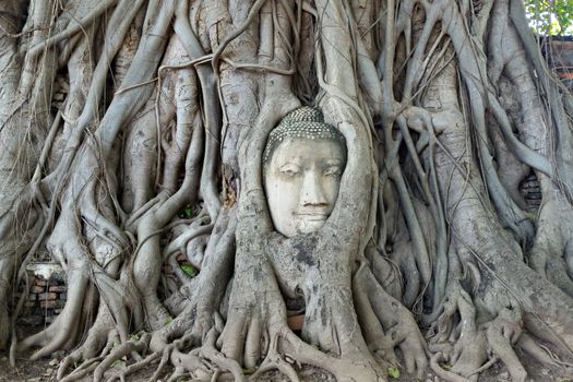 Buddha head in tree root at wat Mahathat, Ayutthaya, Thailand