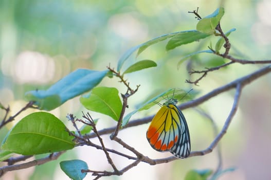 Common Jezebel or Delias eucharis is butterfly with yellow and red wings under of leaf.