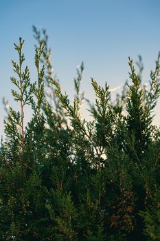 A beautiful view of Arborvitae (Thuja standishii) tree with blue sky in morning time.