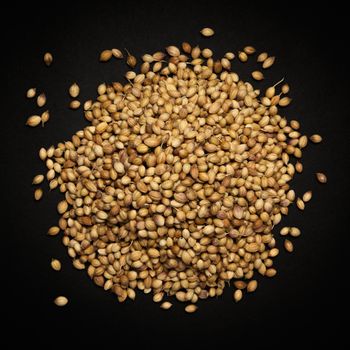 Top view of Organic Dried coriander seeds (Coriandrum sativum) isolated on dark background.