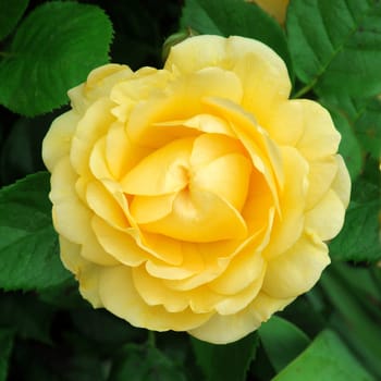 ; Golden Celebration. A lovely full petalled summer rose.