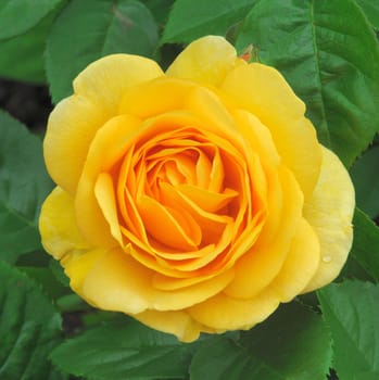 

; Golden Celebration. A lovely full petalled summer rose.