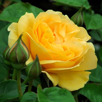 

; Golden Celebration. A lovely full petalled summer rose.