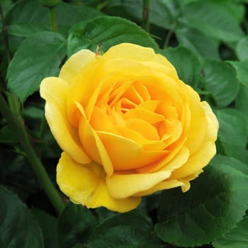 

; Golden Celebration. A lovely full petalled summer rose.