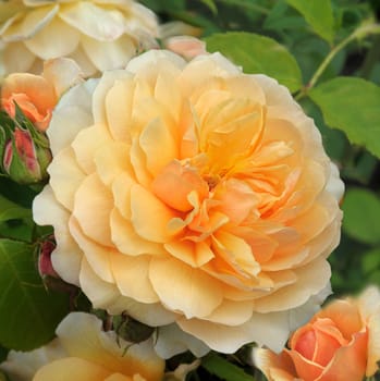 Rosa Grace. A delightful yellow rose.