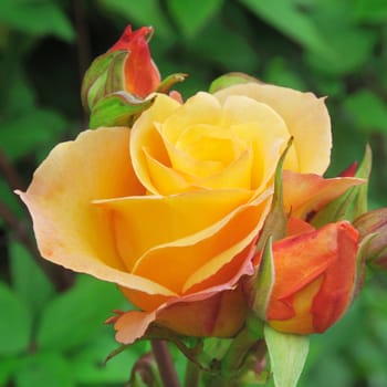 Rosa Grace. A delightful yellow rose.