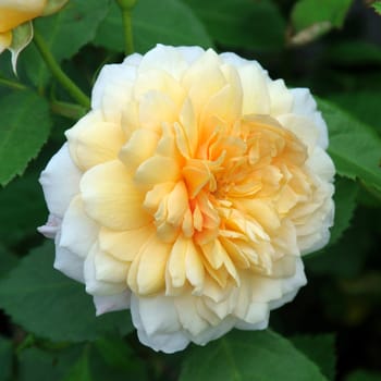 Rosa Grace. A delightful yellow rose.