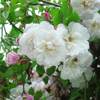 Rosa Mortimer Sackler. A white summer rose.