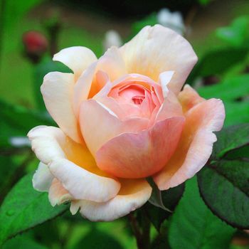 Beautiful pink summer rose.