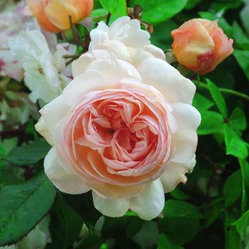 Rosa;  Shropshire Lad.
Beautiful pink summer rose.