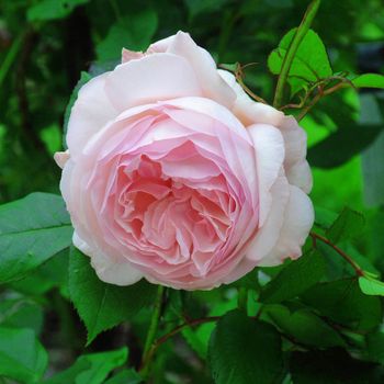 Rosa Shropshire Lad.
Beautiful pink summer rose.