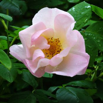 Rosa; A Shropshire Lass. Single petal rose.