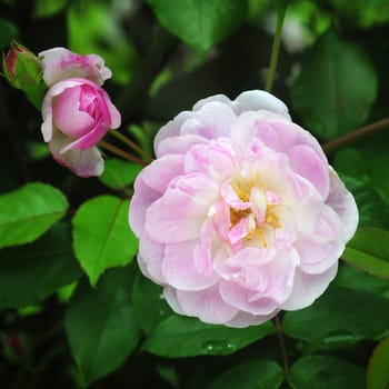 
Rosa Mortimer Sackler. A white summer rose.