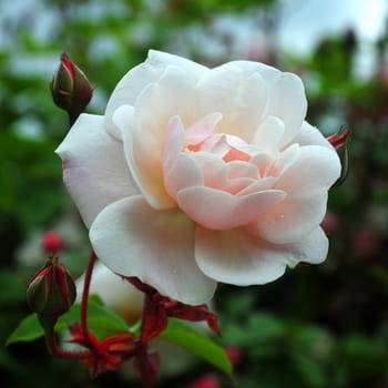 
Rosa Mortimer Sackler. A white summer rose.