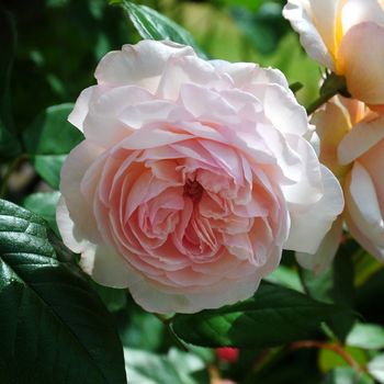 Rosa; Shropshire Lad.
Beautiful pink summer rose.