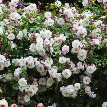 
Rosa Mortimer Sackler. A white summer rose.