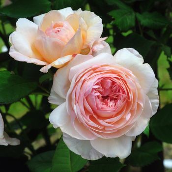 Rosa;  Shropshire Lad.
Beautiful pink summer rose.