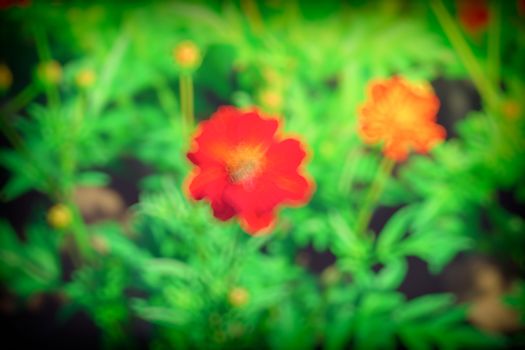 The background image of the colorful flowers, background nature