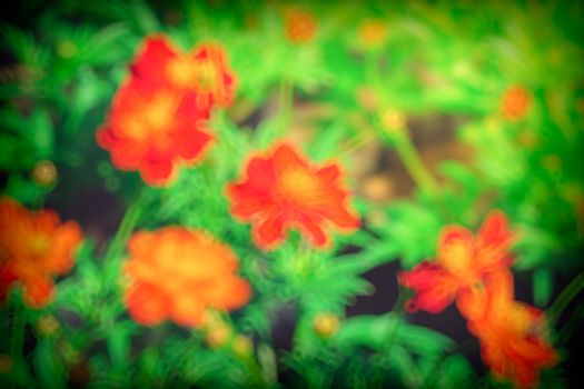 The background image of the colorful flowers, background nature