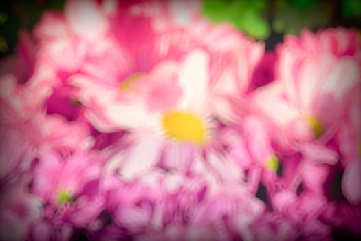 The background image of the colorful flowers, background nature